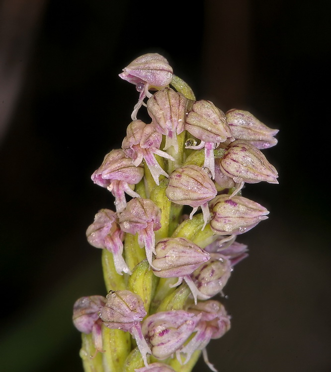 Orchidee del Chianti 2009